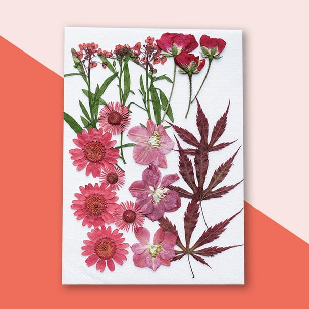  TJLSS 1 bolsa de flores secas coloridas pequeñas plantas  florales naturales, decoración del hogar, accesorios de fotografía,  manualidades (color B : Hogar y Cocina