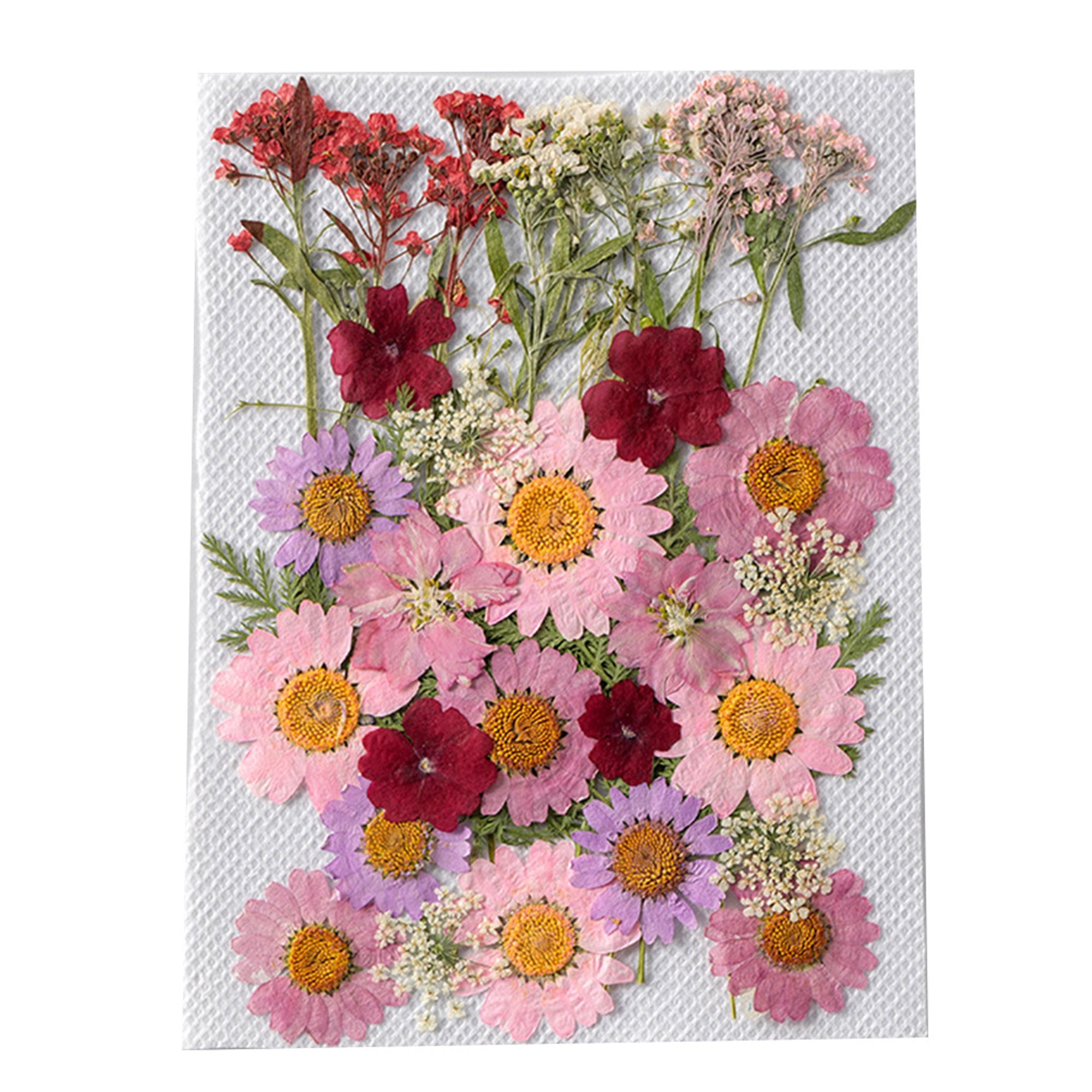 Mini flores decorativas para bebés, ramo de flores secas naturales, prensa