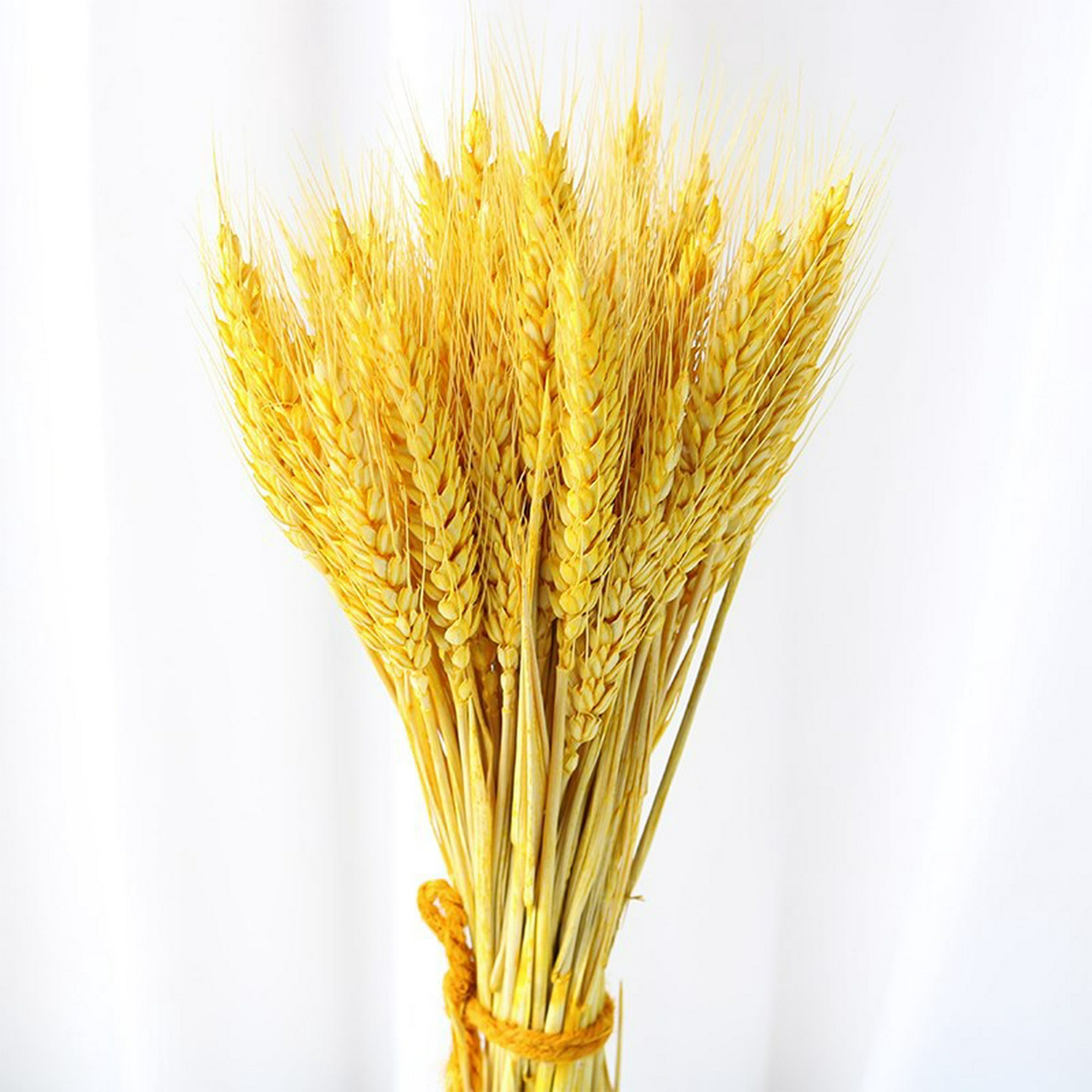 Flores secas, espigas de trigo, 100 palos de trigo, decoración