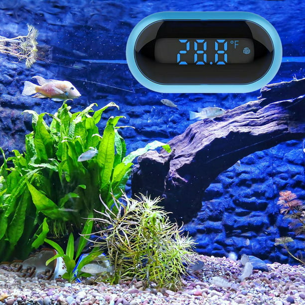 Termómetros para el acuario - los diferentes tipos para acuarios