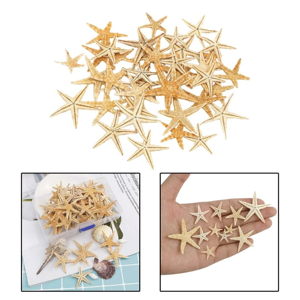 Decoración de conchas de estrellas de mar, Estrellas de mar Conchas Estrellas  de mar