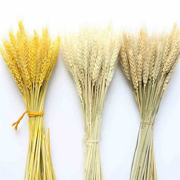 Flores Secas Y Artículos De Decoracion - Espigas de trigo para San