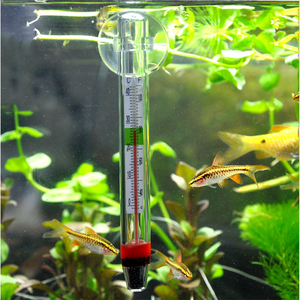 Termómetro acuario temperatura en acuario de peces tropicales Fotografía de  stock - Alamy