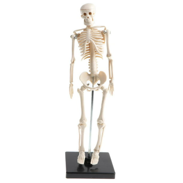 Modelo de Torso de cuerpo humano 3d para niños, modelo de anatomía,  esqueleto, órgano de simulación humano extraíble y esqueleto, modelos de cuerpo  desmontable