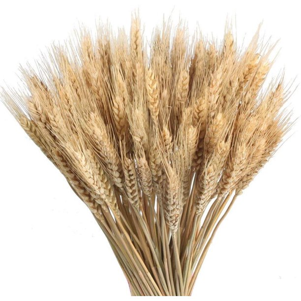 Niooce 100 Unidades de 40 cm de Espigas de Trigo secadas naturalmente  Flores secas Naturales para Chimenea, hogar, Cocina, Mesa de Iglesia, Boda  Blanco : : Hogar y cocina