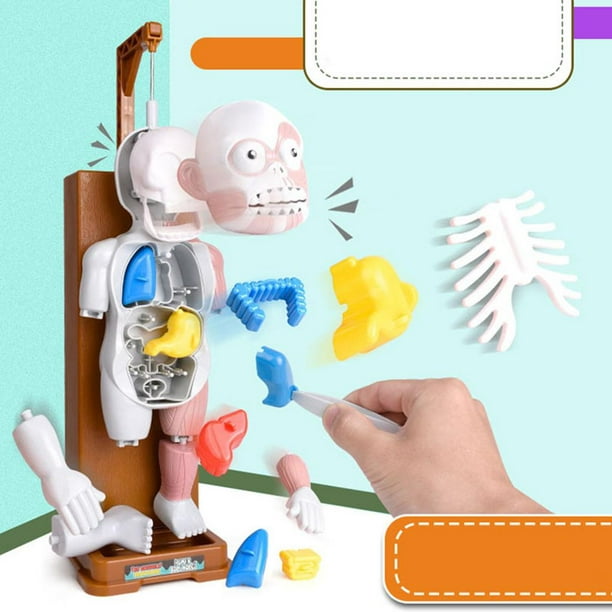 SCIENCE CAN Modelo de cuerpo humano para niños, juguetes  interactivos de anatomía para niños de 5 a 7 años, modelo de anatomía  humana con 15 piezas extraíbles : Juguetes y Juegos