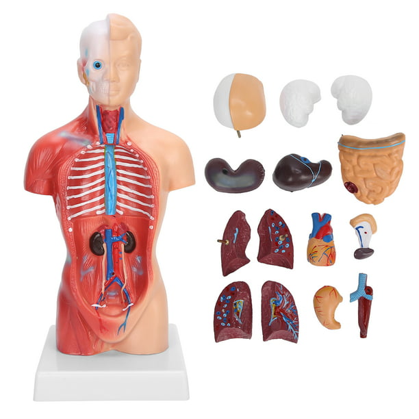 Kit De Modelo De Cuerpo Humano Torso Desmontable De 26 Cm Modelo De  Esqueleto De 45 Cm Modelo De Torso Anatómico Kit Anatómico De Corazón para