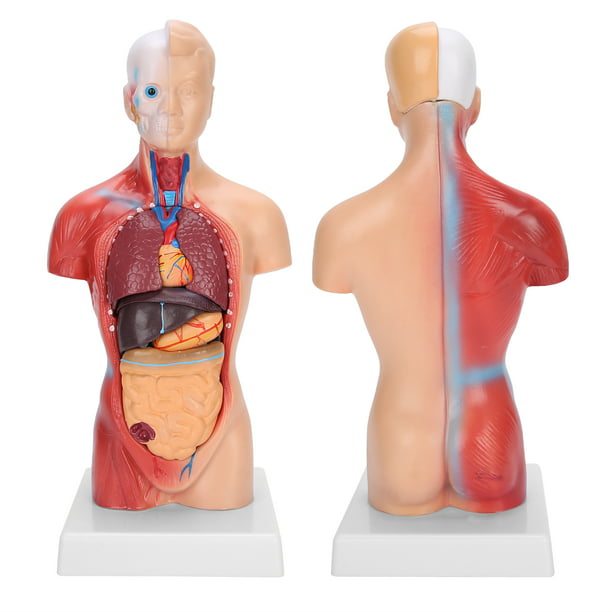  Modelo 28CM Torso Anatomía Modelo Torso Humano Modelo de Cuerpo  Anatomía Torso Modelo Desmontable 15 Partes Anatómica Médica Órganos  Internos para Enseñanza, Modelos Médicos y Materiales Educativos : Juguetes  y Juegos