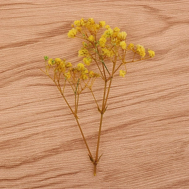 Gypsophila Paniculata de Hojas Secas DIY Artesanía para Decoración  Accesorios Fotográficos - Multi, tal se describe Gloria Flores secas  prensadas naturales
