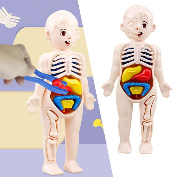Anatomía del cuerpo del torso desmontable, modelo de anatomía del sistema  visceral 3D educativo para demostración del estudiante en Adultos Yotijar