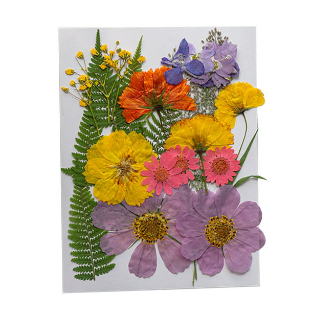 BIHRTC 100 flores secas para resina, flores secas naturales, hojas  troqueladas prensadas, girasoles, crisantemo, flores de resina, pequeñas  flores