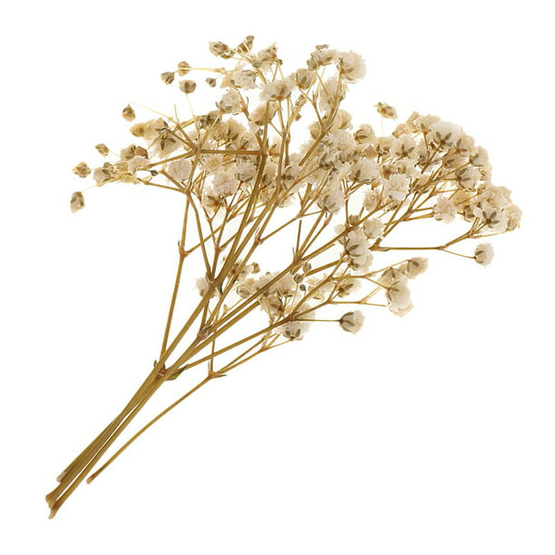 TheCookie - Flores naturales secas conservadas Gypsophila Paniculata,  flores secas para boda, boda, boda, boda, boda, boda, boda, accesorios de