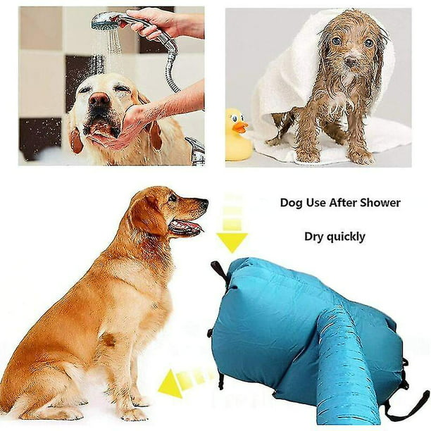 Los mejores secadores de pelo para perros - Beagle Spain - Tu Web y Tienda  de Beagle