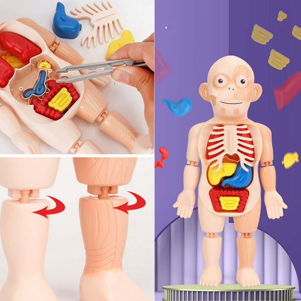 Modelo de cuerpo humano, 15 piezas, modelo de anatomía humana de 11  pulgadas, modelo de esqueleto anatómico con órganos extraíbles para  estudiantes