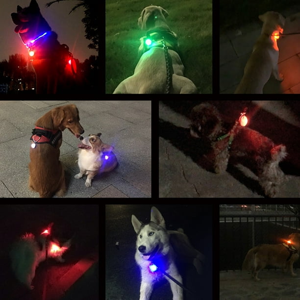 Luces para perros en la oscuridad, cinco accesorios que evitan accidentes