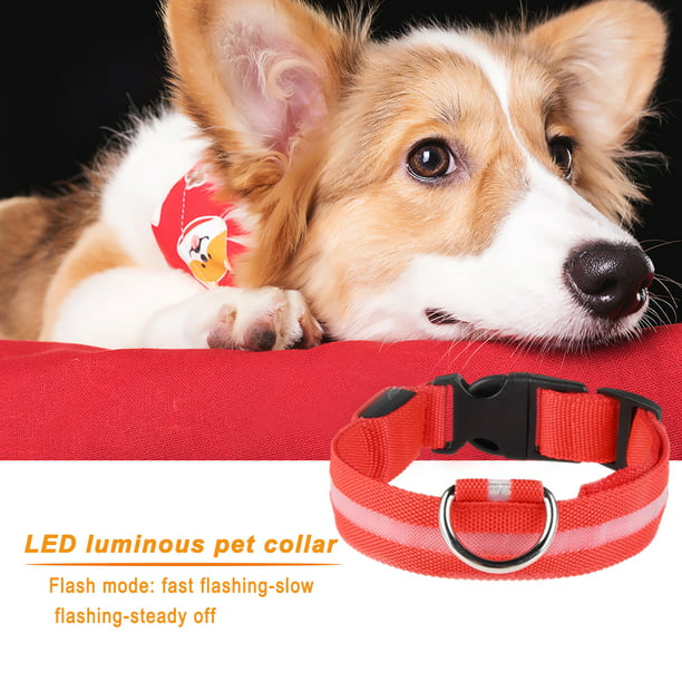  Illumifun Collar de perro con luz LED, collar de perro  iluminado para caminar por la noche (rosa caramelo) : Productos para  Animales