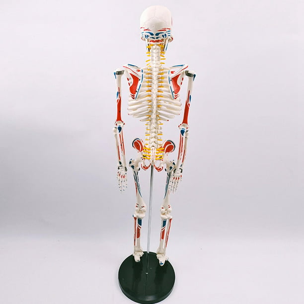 Esqueleto Humano con Soporte - 85 Cm