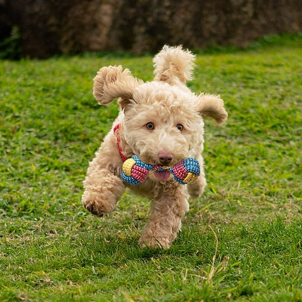 Juguetes para perros para masticadores agresivos, premios de entrenamiento  para cachorros, juguetes Sailing Electrónica