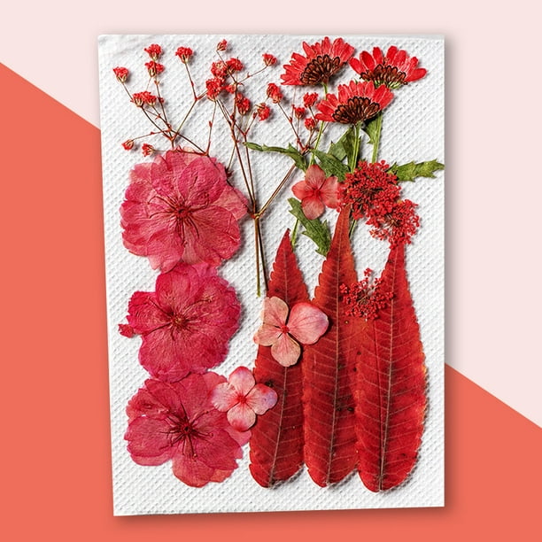 Flores secas naturales prensadas con pinzas para Decoraciones, Manualidades