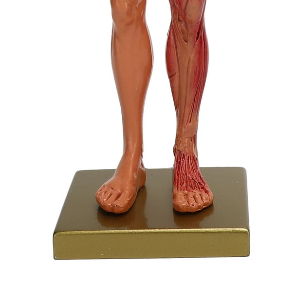 Modelo anatomico de cuerpo humano 30cm - muscular