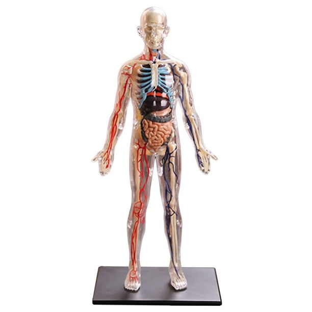 Anatomía del cuerpo del torso desmontable, modelo de anatomía del sistema  visceral 3D educativo para demostración del estudiante en Adultos Yotijar  Anatomía del cuerpo humano