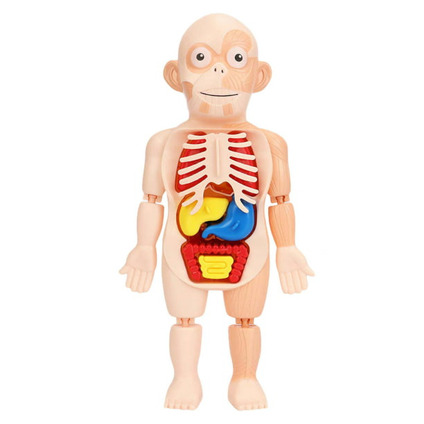 Anatomía del cuerpo del torso desmontable, modelo de anatomía del sistema  visceral 3D educativo para demostración del estudiante en Yotijar Anatomía  del cuerpo humano