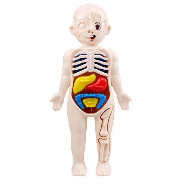 Modelo de Torso de cuerpo humano 3D desmontable, juguete de aprendizaje  temprano, juguetes DIY, sistema visceral Adultos perfke Anatomía del cuerpo