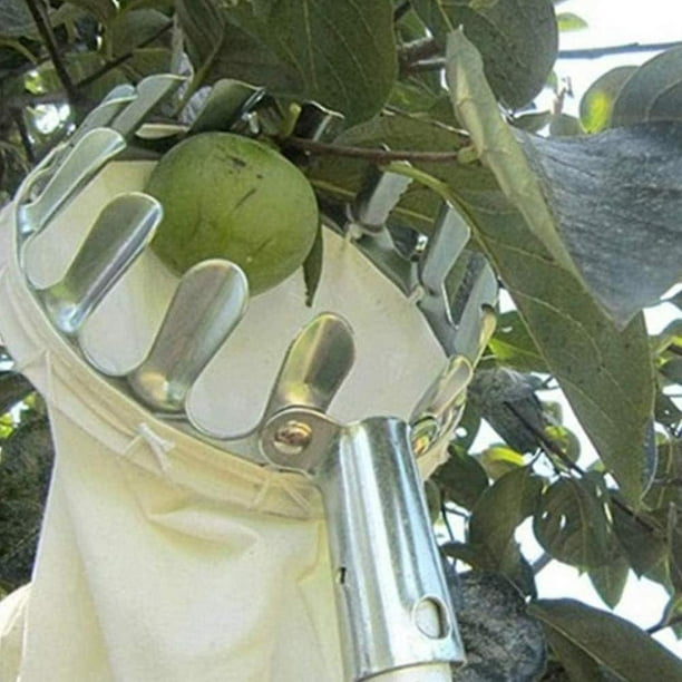 Recoge frutas con mango telescópico