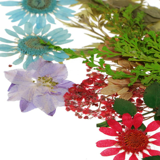 20 piezas de flores secas reales, flores secas para manualidades,  fabricación de resina para álbumes Baoblaze Flores secas naturales secadas