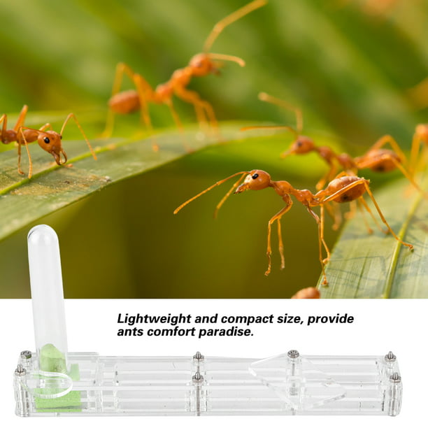 Liukouu Granja de Hormigas, Insecto Hormiguero Nido Granja alimentación  Caja formicario Educativo, hábitat para Hormigas vivas, ecosistema de