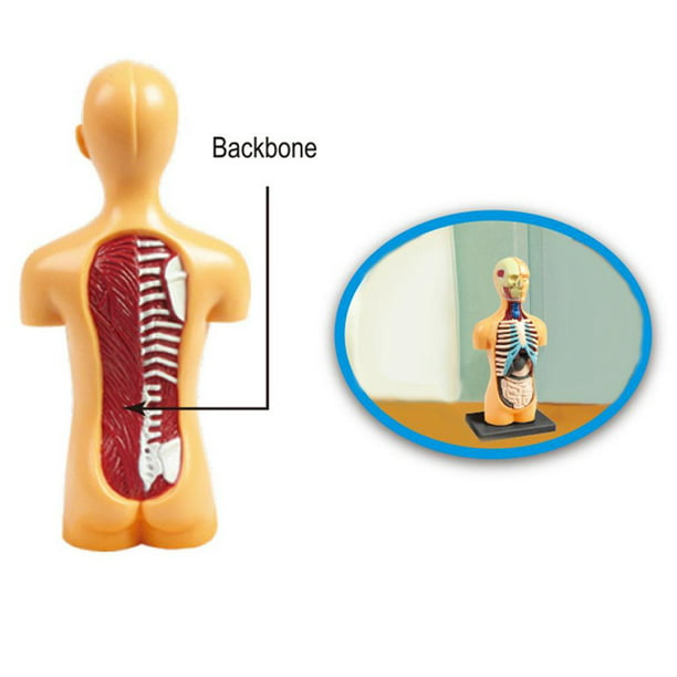 Modelo de Torso de cuerpo humano 3d para niños, modelo de anatomía,  esqueleto, órgano de simulación humano extraíble y esqueleto, modelos de cuerpo  desmontable
