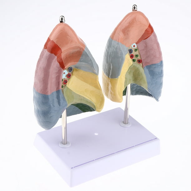 cuerpo humano anatomía enseñanza modelo de órgano interno ensamblaje Zulema  rompecabezas de anatomía