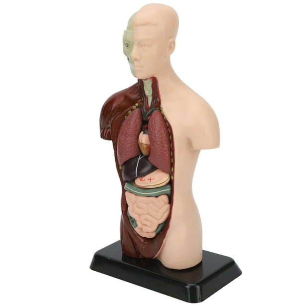 Modelo de torso, modelo de cuerpo humano Modelo de cuerpo humano desmontable  Modelo de torso humano Artesanía excepcional