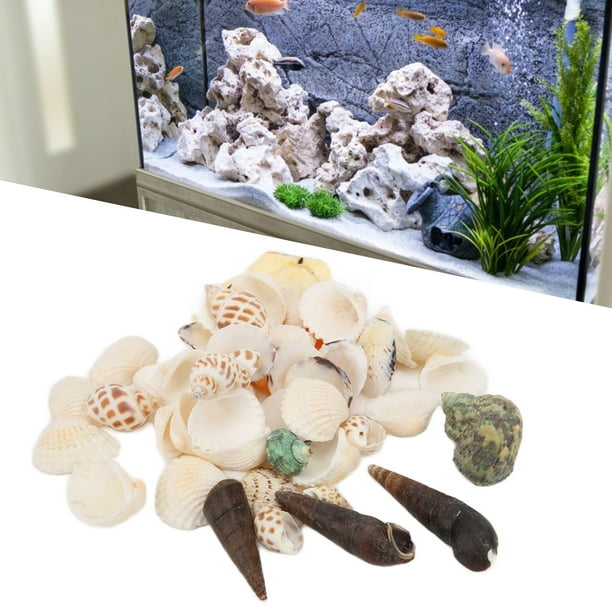 Conchas Mar Naturales, Conchas Caracol, Coral Blanco Estrella Mar  Decoración Acuarios - Mascotas - Temu Mexico