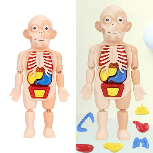 Modelo de Torso de cuerpo humano 3D desmontable, juguete de aprendizaje  temprano, juguetes DIY, sistema visceral perfke Anatomía del cuerpo humano