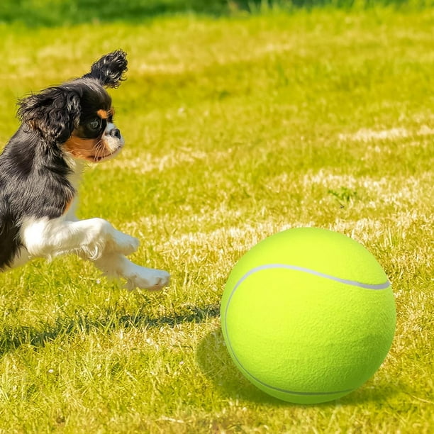 Pelotas de tenis chirriantes para perros, paquete de 6 juguetes para  perros, pelotas de tenis para mascotas para perros grandes y cachorros,  pelota