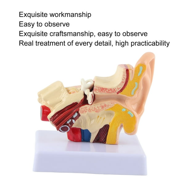 Modelo De Anatomía, 1.5: 1 Anatomía De Modelo De Oreja Magnificada Para  Laboratorio Para Escuela Para Hospital Ccdes Oro