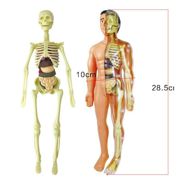 Lámina anatómica huesos esqueleto humano