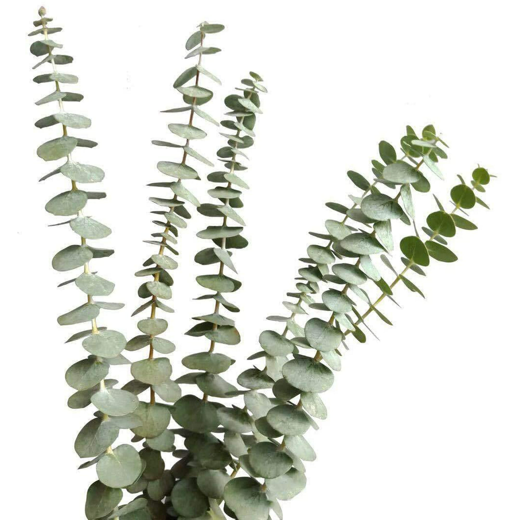 Paquete de 30 piezas de eucalipto seco, ramas de plantas de eucalipto  natural de 17 pulgadas, tallos de hojas de eucalipto secas para arreglos