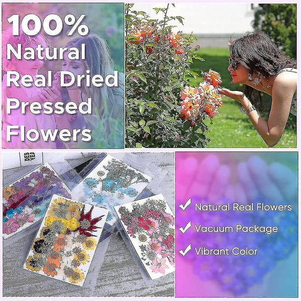 144 Uds flores prensadas secas naturales para resina, Kit de hierbas  naturales a granel de flores secas para velas, epoxi R Hs YONGSHENG  8390613066596