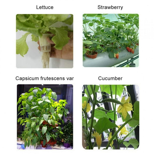 Como Hacer Una Esponja Natural - La Huertina De Toni  La huertina de toni,  Esponja vegetal, Cultivo de suculentas