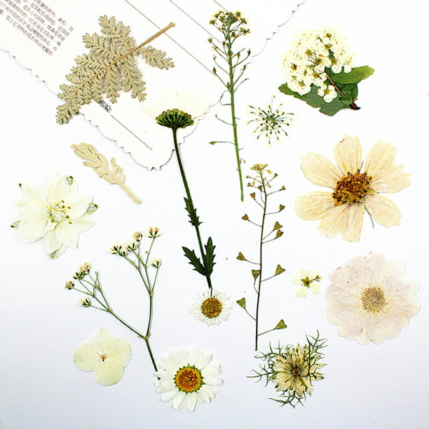Flores secas prensadas naturales Combinación de Flores Secas Naturales DIY  Flor de Herbario Prensada Magideal Flores secas prensadas naturales