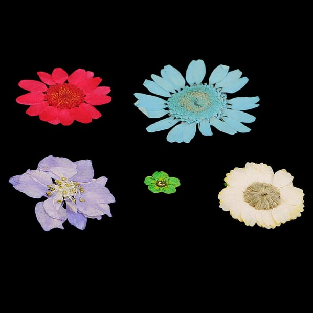 Paquete Flores Secas Naturales Prensadas Para Manualidades Modelo 1,  Multicolor