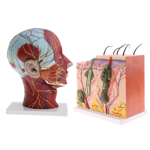Modelo de Torso de cuerpo humano 3D desmontable, juguete de aprendizaje  temprano, juguetes DIY, sistema visceral Adultos perfke Anatomía del cuerpo  humano