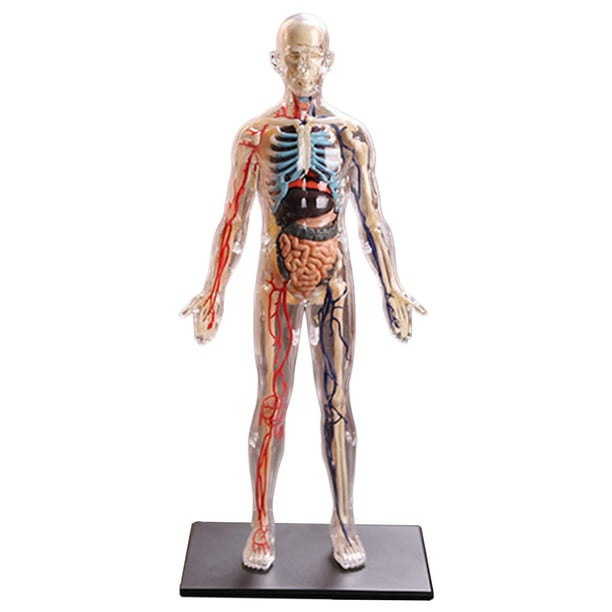 cuerpo humano anatomía enseñanza modelo de órgano interno ensamblaje Zulema  rompecabezas de anatomía