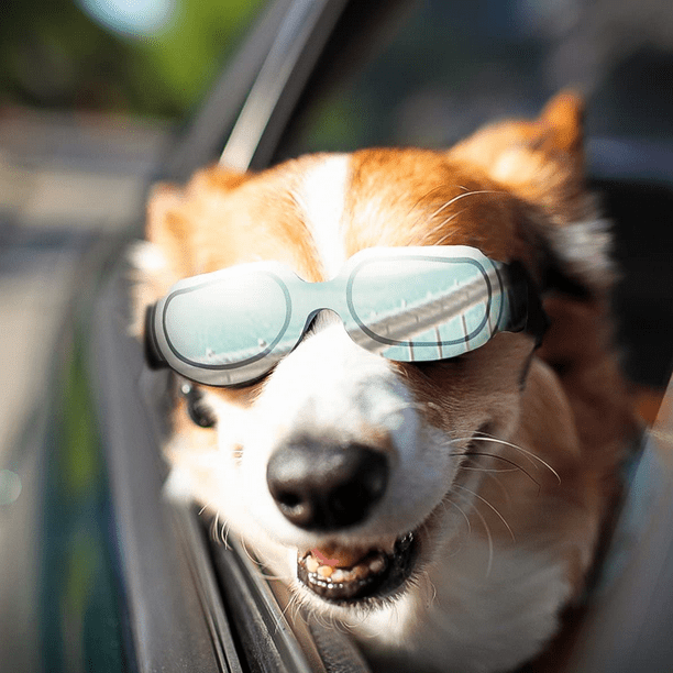 Lentes de discount sol para perros