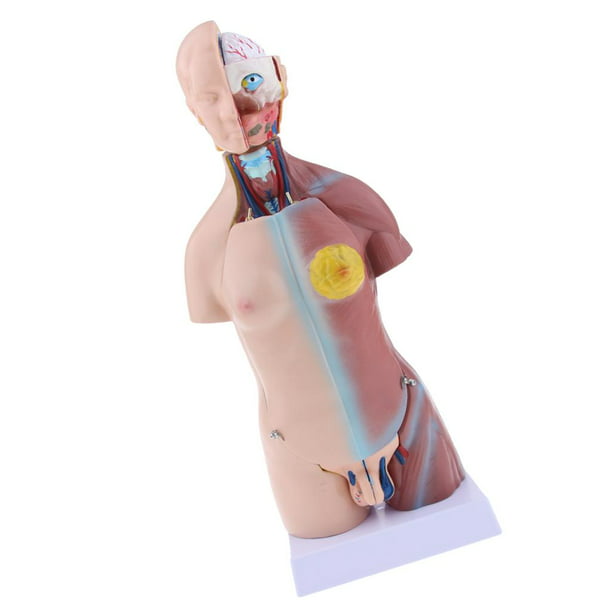 Modelo de cuerpo humano, 23 piezas, 17 pulgadas, tamaño natural, modelo de  anatomía humana, modelos de torso humano, modelo de esqueleto anatómico