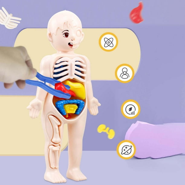 Modelo de Torso de cuerpo humano 3D desmontable, juguete de aprendizaje  temprano, juguetes DIY, sistema visceral perfke Anatomía del cuerpo humano