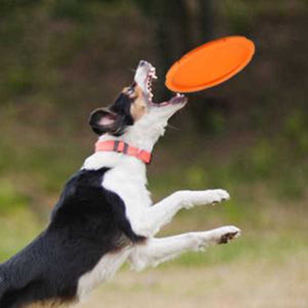 PrimePets Frisbees para perros, paquete de 2, disco volador para perros de  7 pulgadas, juguetes duraderos para perros, platillo volador flotante de