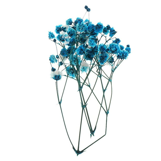 Gypsophila Paniculata de Hojas Secas DIY Artesanía para Decoración  Accesorios Fotográficos - Multi, tal se describe Gloria Flores secas  prensadas naturales